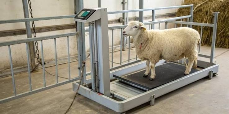 WEIGHT GAIN: THE KEY TO MEASURING LIVESTOCK FATTENING SUCCESS